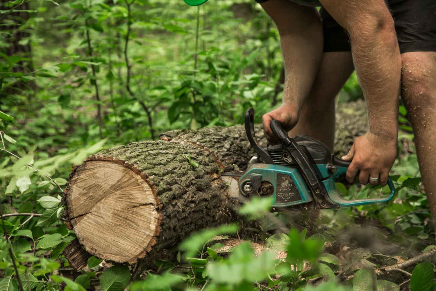 Dead Tree Removal in Seminole Manor, FL